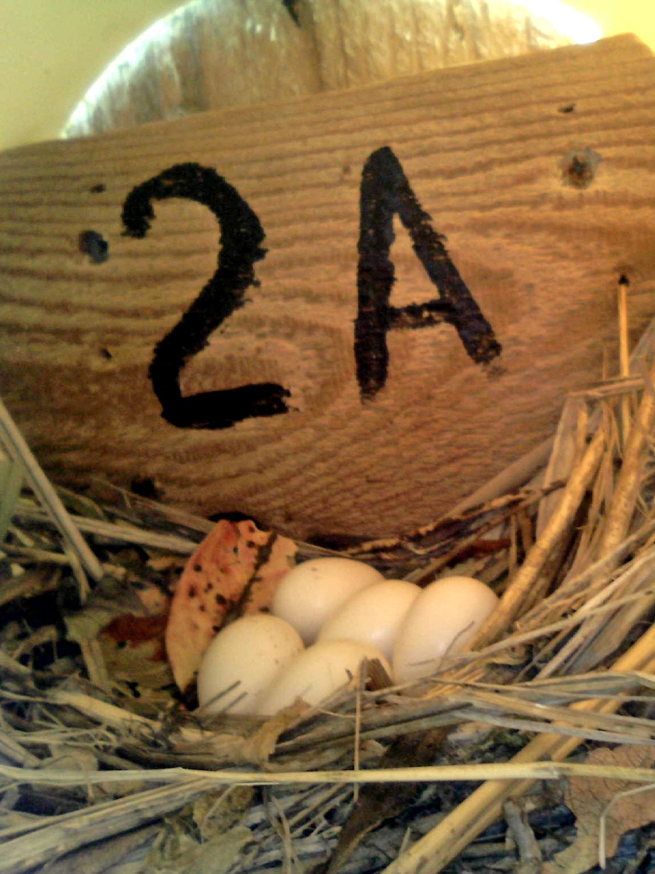 OPAS 2A